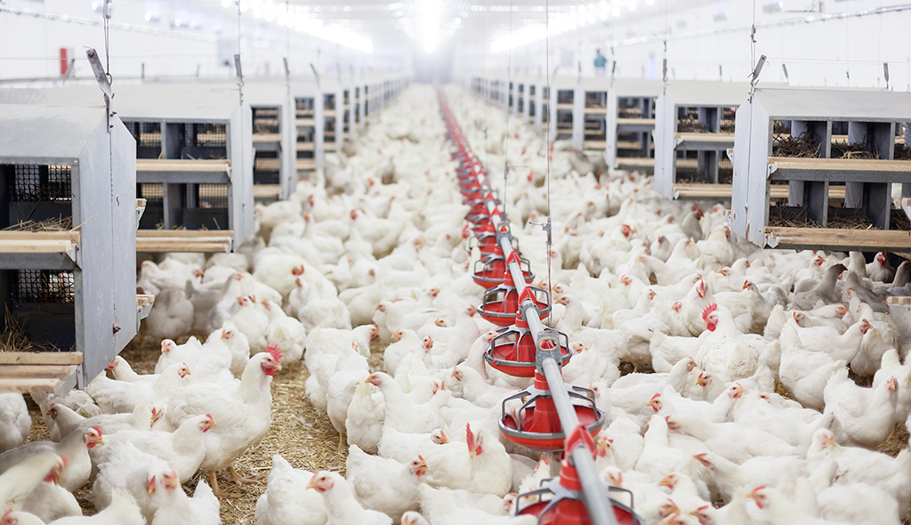 Blog: Chlorine rinsed chickens – is there a better way?